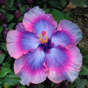 View Giant Ombre Hibiscus Exotic Coral Flowers Seeds image 1