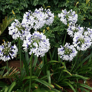 View Agapanthus 'Twister' African Lily image 2