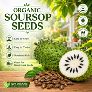 View 💥🌸 Organic Soursop (Graviola) Seeds – Non-GMO Heirloom Tropical Fruit seeds image 1