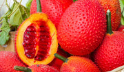 View Gac fruit seeds, Gac Melon Vine Momordica Cochinchinensis seeds image 3