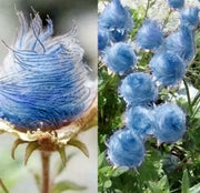 View Blue Prairie Smoke Flower image 1