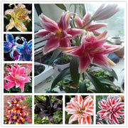 View Perfume Liliy Seeds Flower Garden Plant image 2