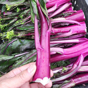 View Beetroot Under The Snow Seeds image 4