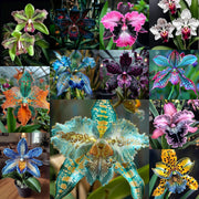 View 🦋Iris butterfly seeds image 4