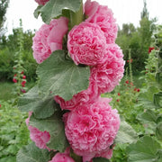 View 🏆 50K+ SOLD!🌺Double Hollyhock Seeds – Fall & Winter Planting, Perennial Blooms & Stunning Garden Elegance 🍂 image 6