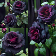 View Black Baccara Seeds image 1