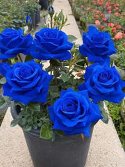 View 💙BLUE ENCHANTRESS ROSE SEEDS✨ image 1