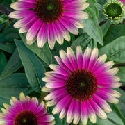 View Echinacea, Sweet Sandia image 4