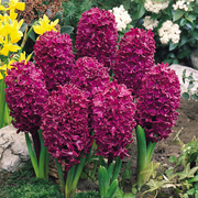 View Mixed Color Hyacinth Seeds image 4
