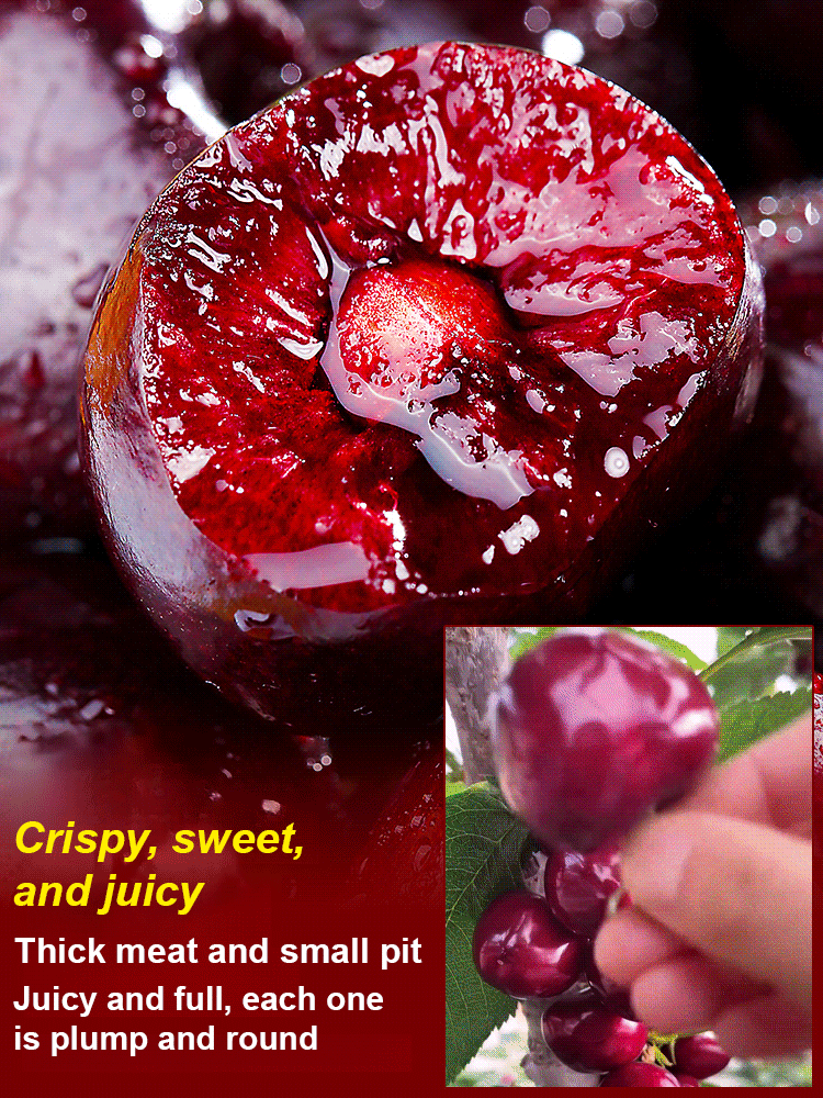 [No fruit, full refund] Premium Giant Sweet Cherry Sapling