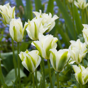 View Spring Green Tulip Seeds image 6