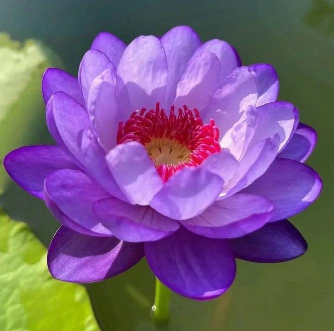 🌸[7 days germination]Last Day Sale - 50% OFF💐The Sacred Bonsai Bowl Lotus Flower