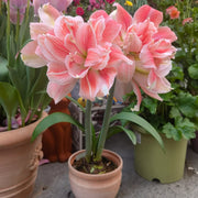 View 🌺Double-Petaled Perfume Amaryllis Bulbs image 5