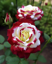 View Twin rose seeds (high quality version) image 1