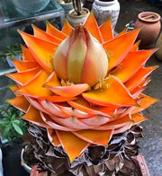 View Golden Red Lotus Seeds: Embrace Tranquility with Every Bloom 🌸 image 5