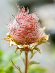 View Prairie Smoke Flower Seeds image 4