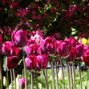 View Purple Tulip Flower Seeds image 1