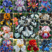 View Rare Iris Bulbs⚜️ image 2