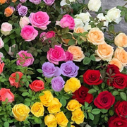 View Mixed Color Rose Combination Seeds💐 image 4