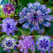 View 🌺 BEAUTIFUL PASSIONFLOWER SEEDS 🌿 image 1