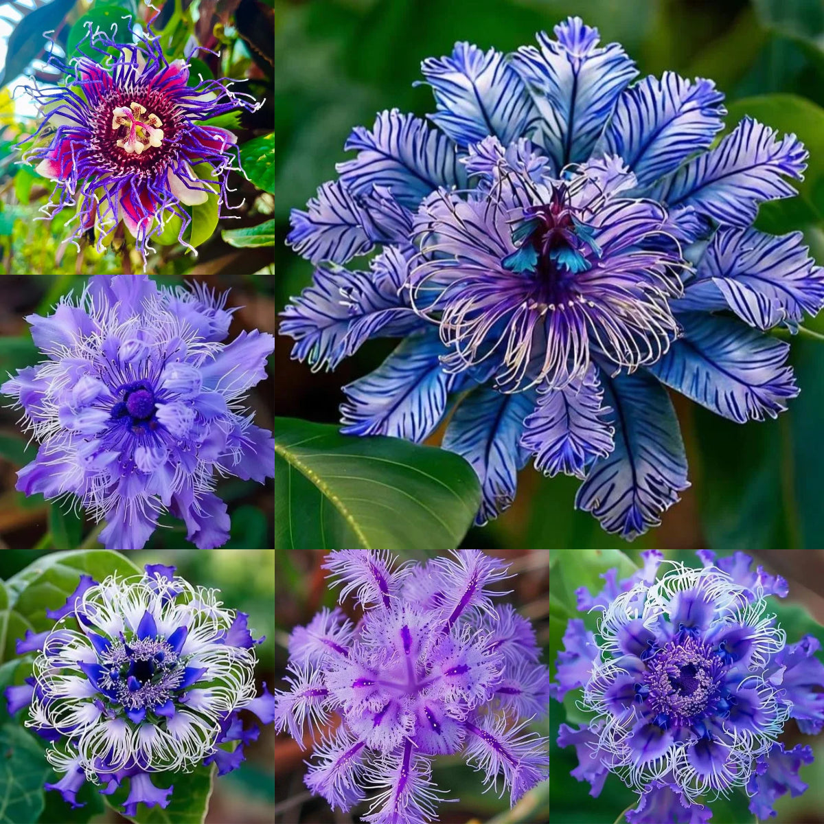 🌺 BEAUTIFUL PASSIONFLOWER SEEDS 🌿