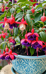 View Fuchsia Seeds - Lantern flower image 4