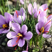View Saffron Crocus Bulbs -Crocus Sativus image 5