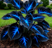 View 🔥🌌 Glow-in-the-Dark Garden Magic: Rare Dark Blue Flame Hostas Seeds image 1