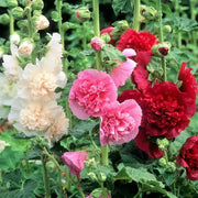 View 🏆 50K+ SOLD!🌺Double Hollyhock Seeds – Fall & Winter Planting, Perennial Blooms & Stunning Garden Elegance 🍂 image 3