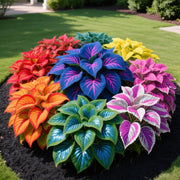 View Muticolor Hosta Seeds-Perennial Shade Plant for Garden and Yard Plant🌈God's Artistic Canvas image 3