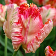 View Apricot Parrot Tulip Seeds image 3