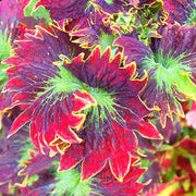 View 50pcs/Bag Coleus Bonsai Flower Leaf Plants Rainbow Dragon Seeds Garden image 4