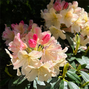 View Alpine Azalea Seeds 🌸 Rare Species image 1