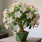 View Rainbow Desert Rose - Cold and Heat resistant, Easy to survive image 3