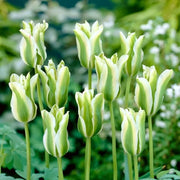 View Spring Green Tulip Seeds image 2