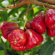 View Wax-apple Fruit Seeds🍹100% Germination Rate image 4