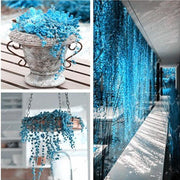 View BLUE PEARL CHLOROPHYTUM SEEDS image 1