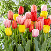 View 100 x Darwin Hybrid Mix Tulip Seeds image 1