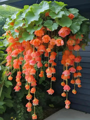 View Weeping Begonia Seeds-Malus halliana image 6