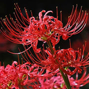 View Spider Lily Bulbs-Multicolor🌈 image 2