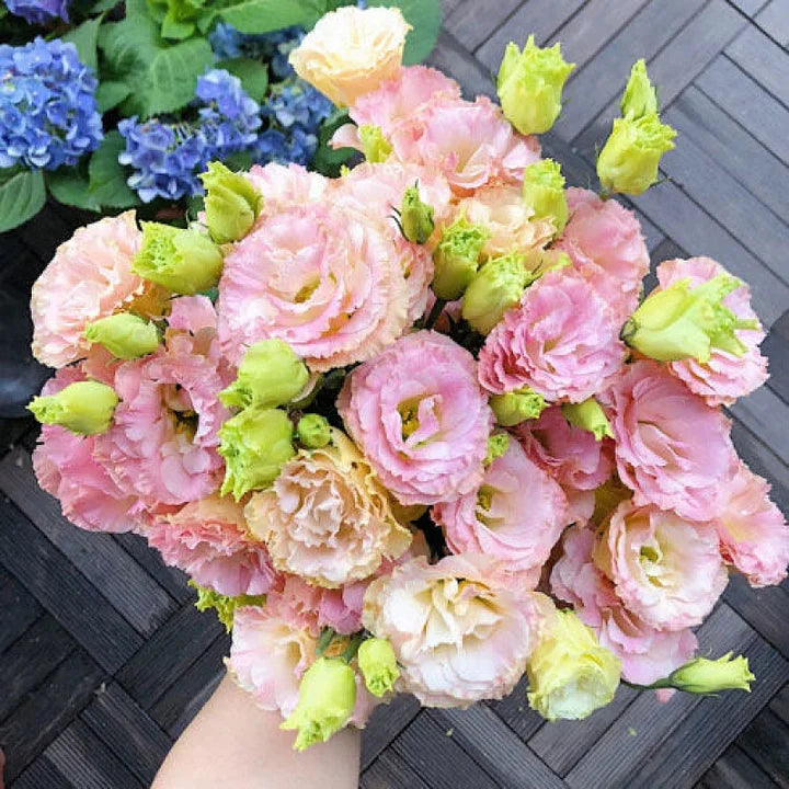 💐Lisianthus - A Sincere and Immutable Love