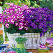 View Cineraria Mix Flower Seeds-Over 10 Colors image 2