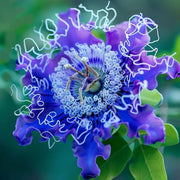 View 🌺 BEAUTIFUL PASSIONFLOWER SEEDS 🌿 image 6