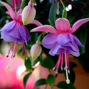 View Fuchsia Hybrida Voss Seeds The fairy flower image 1