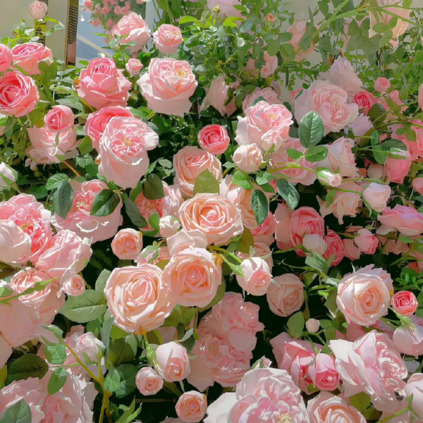 🌹[REPEATED FLOWERING]🌹CLIMBING ROSE SEEDS - HAPPINESS INCREASES