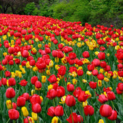 View Red Impression Tulip Seeds image 6