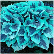 View 🌈RARE MULTI-COLORED HOSTAS SEEDS image 4