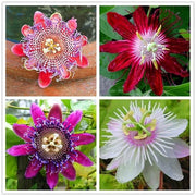 View Egrow 50Pcs/Pack Passion Flower Seeds Garden Rare Passiflora Incarnata Fruit Plants Seeds image 1