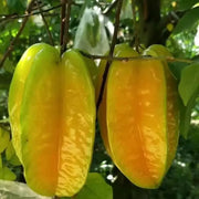 View ⭐Sweet Starfruit Seeds-Four Seasons Potted image 6
