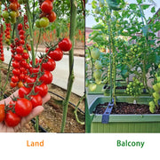 View 100% Germination rate-Waterfall Tomatoes Seeds-High Yield image 2